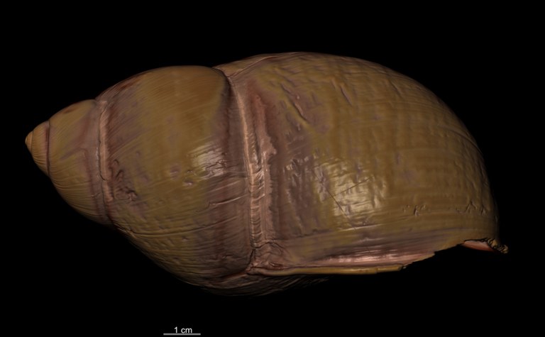 BE-RBINS-INV SYNTYPE MT.2890 Bulimus popelairianus RIGHT MCT RX.jpg