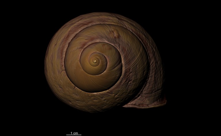 BE-RBINS-INV SYNTYPE MT.2890 Bulimus popelairianus TOP MCT RX.jpg