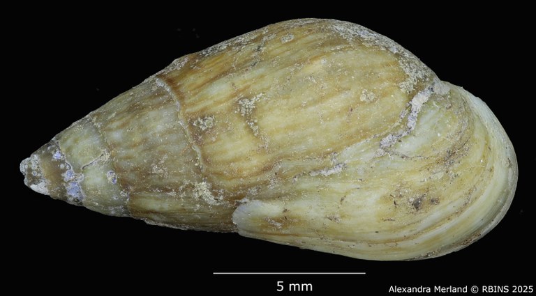BE-RBINS-INV-MT-2142-Melanopsis-algerica-st-D.jpg BE-RBINS-INV-MT-2142-Melanopsis-algerica-st-D.jpg