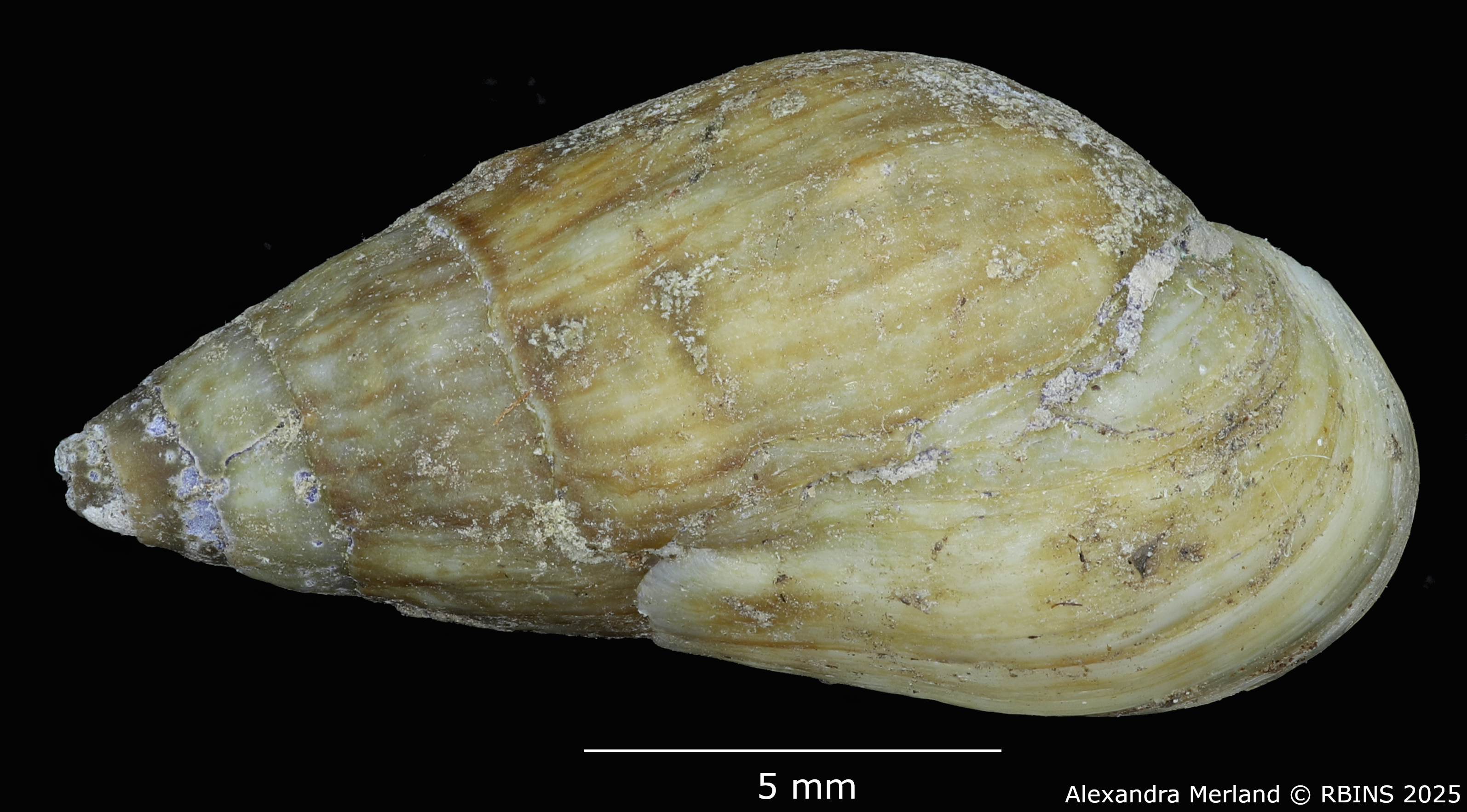 BE-RBINS-INV-MT-2142-Melanopsis-algerica-st-D.jpg