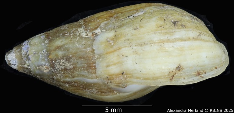 BE-RBINS-INV-MT-2142-Melanopsis-algerica-st-L.jpg BE-RBINS-INV-MT-2142-Melanopsis-algerica-st-L.jpg