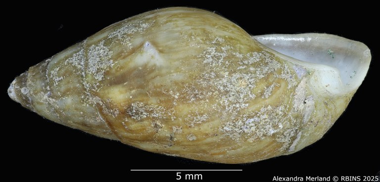 BE-RBINS-INV-MT-2142-Melanopsis-algerica-st-L2.jpg BE-RBINS-INV-MT-2142-Melanopsis-algerica-st-L2.jpg