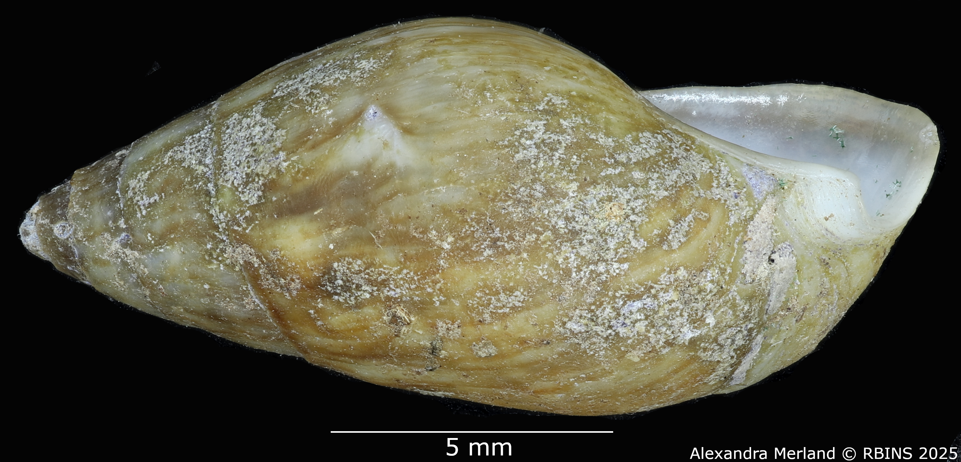 BE-RBINS-INV-MT-2142-Melanopsis-algerica-st-L2.jpg
