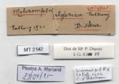 BE-RBINS-INV-MT-2142-Melanopsis-algerica-st-label.jpg BE-RBINS-INV-MT-2142-Melanopsis-algerica-st-label.jpg