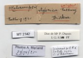 BE-RBINS-INV-MT-2142-Melanopsis-algerica-st-label.jpg