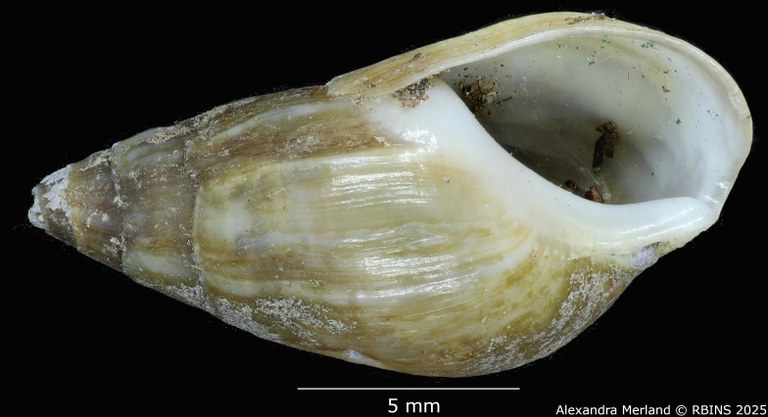 BE-RBINS-INV-MT-2142-Melanopsis-algerica-st-V.jpg BE-RBINS-INV-MT-2142-Melanopsis-algerica-st-V.jpg
