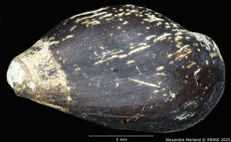BE-RBINS-INV-MT-2143-Melanopsis-barbini-st-D.jpg BE-RBINS-INV-MT-2143-Melanopsis-barbini-st-D.jpg