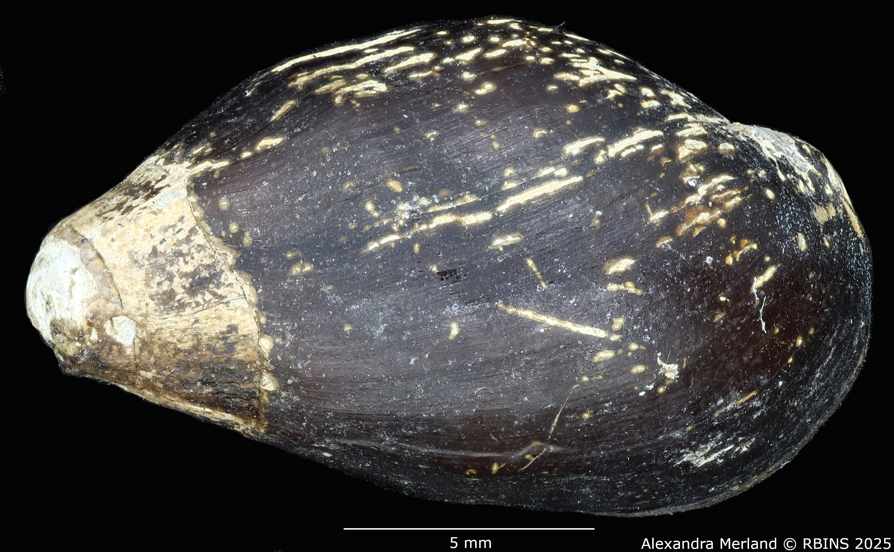BE-RBINS-INV-MT-2143-Melanopsis-barbini-st-D.jpg