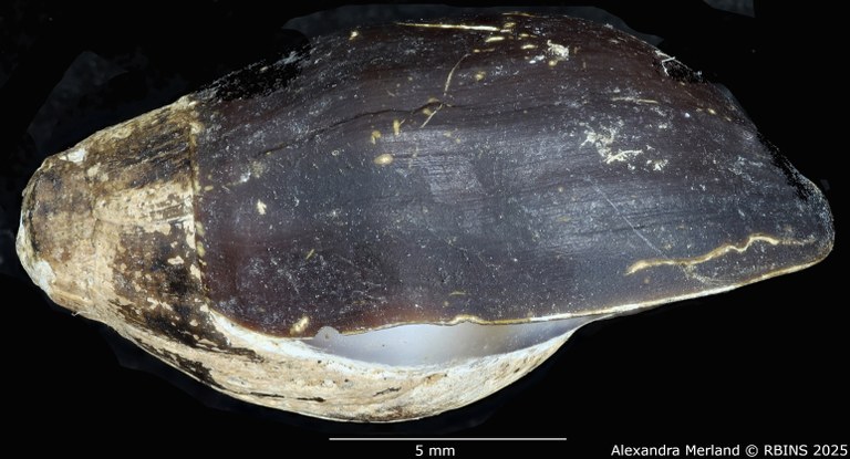 BE-RBINS-INV-MT-2143-Melanopsis-barbini-st-L.jpg BE-RBINS-INV-MT-2143-Melanopsis-barbini-st-L.jpg