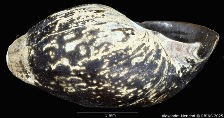BE-RBINS-INV-MT-2143-Melanopsis-barbini-st-L2.jpg BE-RBINS-INV-MT-2143-Melanopsis-barbini-st-L2.jpg