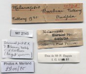 BE-RBINS-INV-MT-2143-Melanopsis-barbini-st-label.jpg BE-RBINS-INV-MT-2143-Melanopsis-barbini-st-label.jpg