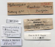BE-RBINS-INV-MT-2143-Melanopsis-barbini-st-label.jpg