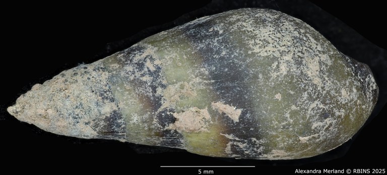 BE-RBINS-INV-MT-2144-Melanopsis-buccinoidea-chlorotica-st-D.jpg BE-RBINS-INV-MT-2144-Melanopsis-buccinoidea-chlorotica-st-D.jpg