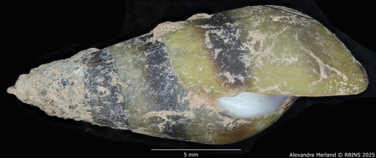 BE-RBINS-INV-MT-2144-Melanopsis-buccinoidea-chlorotica-st-L.jpg BE-RBINS-INV-MT-2144-Melanopsis-buccinoidea-chlorotica-st-L.jpg
