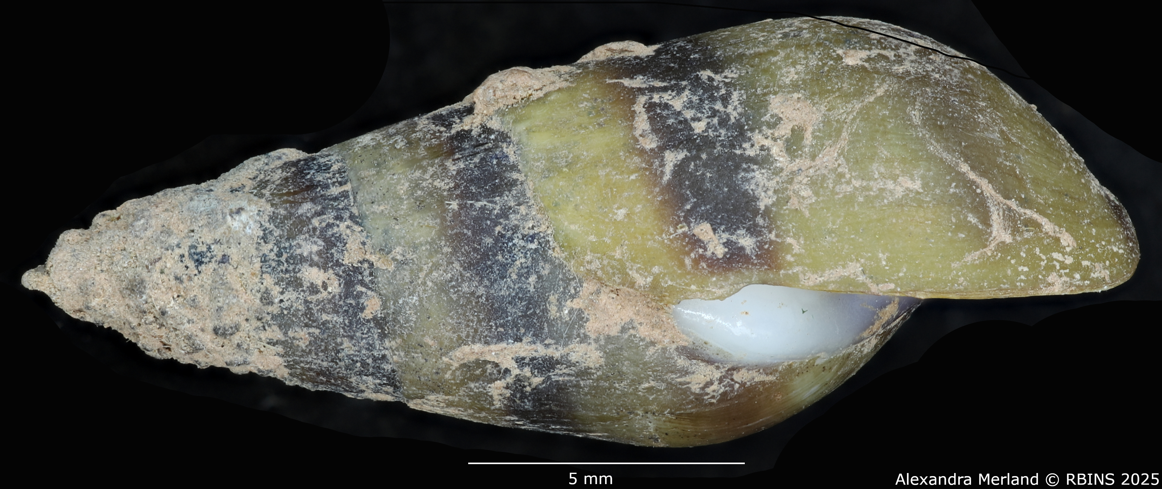 BE-RBINS-INV-MT-2144-Melanopsis-buccinoidea-chlorotica-st-L.jpg