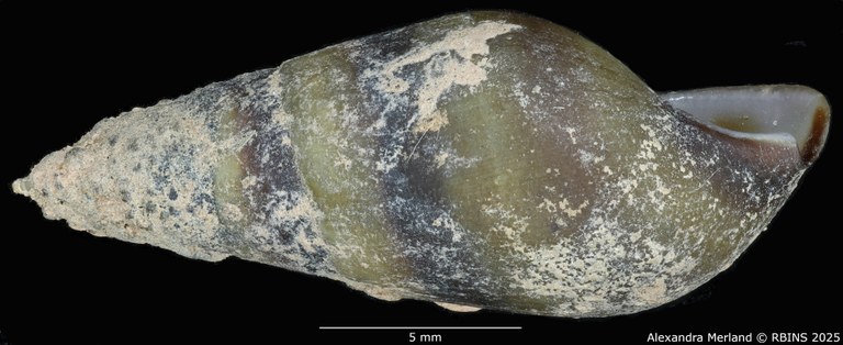 BE-RBINS-INV-MT-2144-Melanopsis-buccinoidea-chlorotica-st-L2.jpg BE-RBINS-INV-MT-2144-Melanopsis-buccinoidea-chlorotica-st-L2.jpg