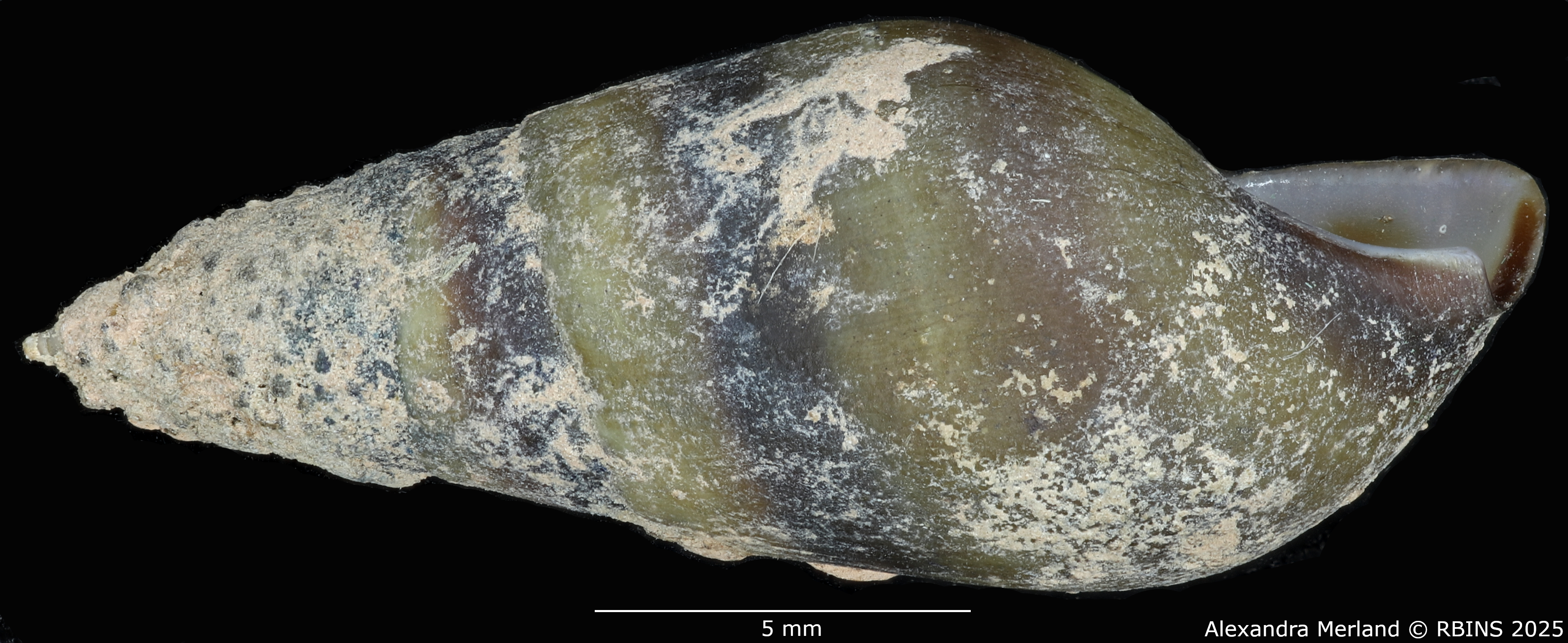BE-RBINS-INV-MT-2144-Melanopsis-buccinoidea-chlorotica-st-L2.jpg