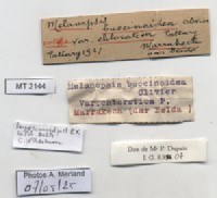 BE-RBINS-INV-MT-2144-Melanopsis-buccinoidea-chlorotica-st-label.jpg BE-RBINS-INV-MT-2144-Melanopsis-buccinoidea-chlorotica-st-label.jpg