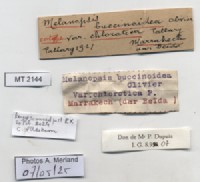 BE-RBINS-INV-MT-2144-Melanopsis-buccinoidea-chlorotica-st-label.jpg