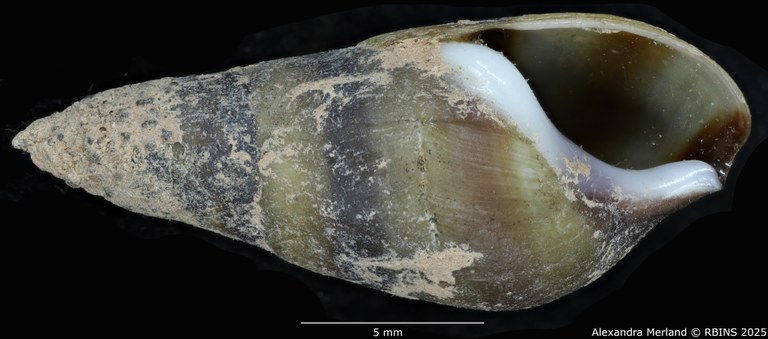 BE-RBINS-INV-MT-2144-Melanopsis-buccinoidea-chlorotica-st-V.jpg BE-RBINS-INV-MT-2144-Melanopsis-buccinoidea-chlorotica-st-V.jpg