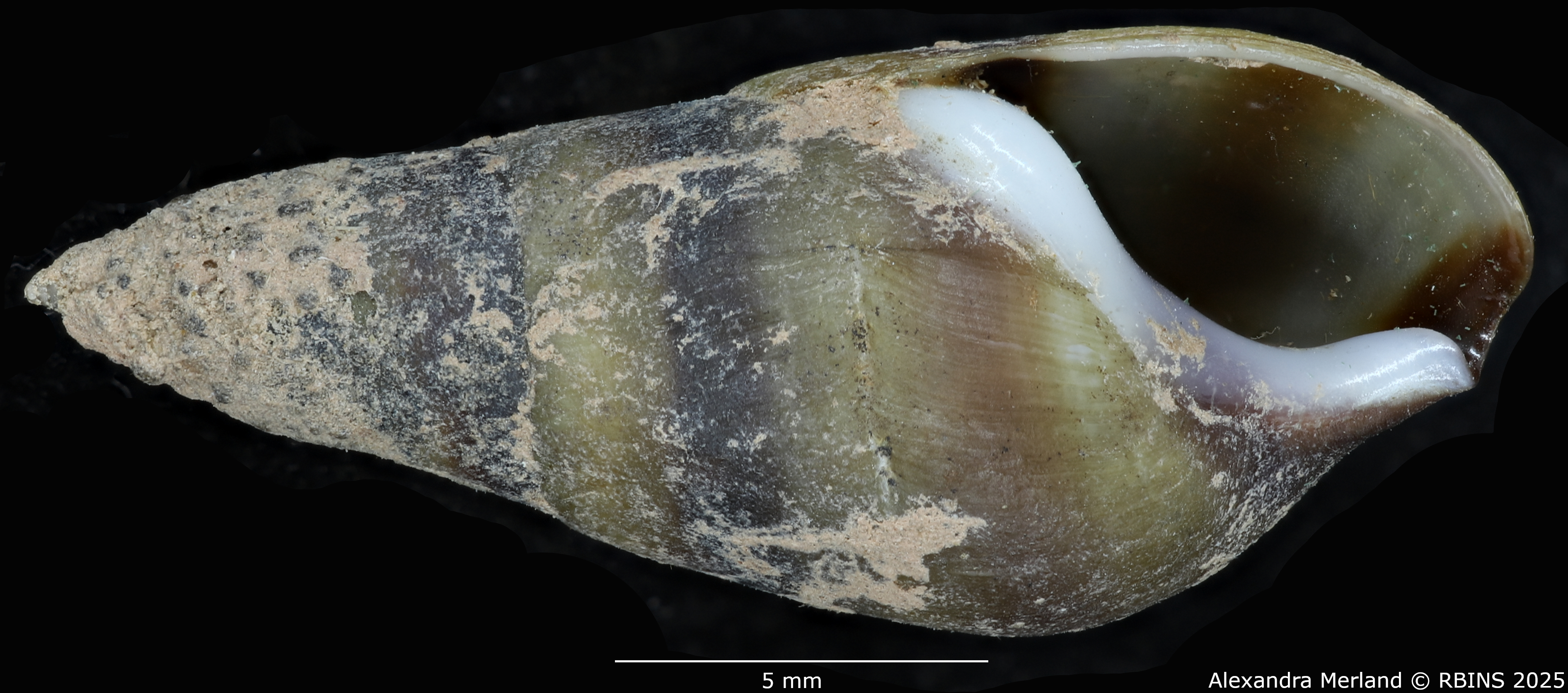 BE-RBINS-INV-MT-2144-Melanopsis-buccinoidea-chlorotica-st-V.jpg