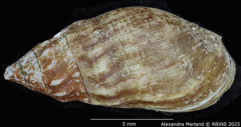 BE-RBINS-INV-MT-2145-Melanopsis-diabetensis-st-D.jpg BE-RBINS-INV-MT-2145-Melanopsis-diabetensis-st-D.jpg