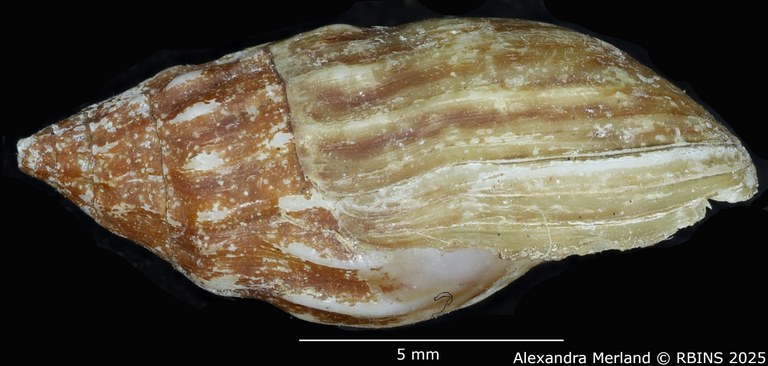 BE-RBINS-INV-MT-2145-Melanopsis-diabetensis-st-L.jpg BE-RBINS-INV-MT-2145-Melanopsis-diabetensis-st-L.jpg