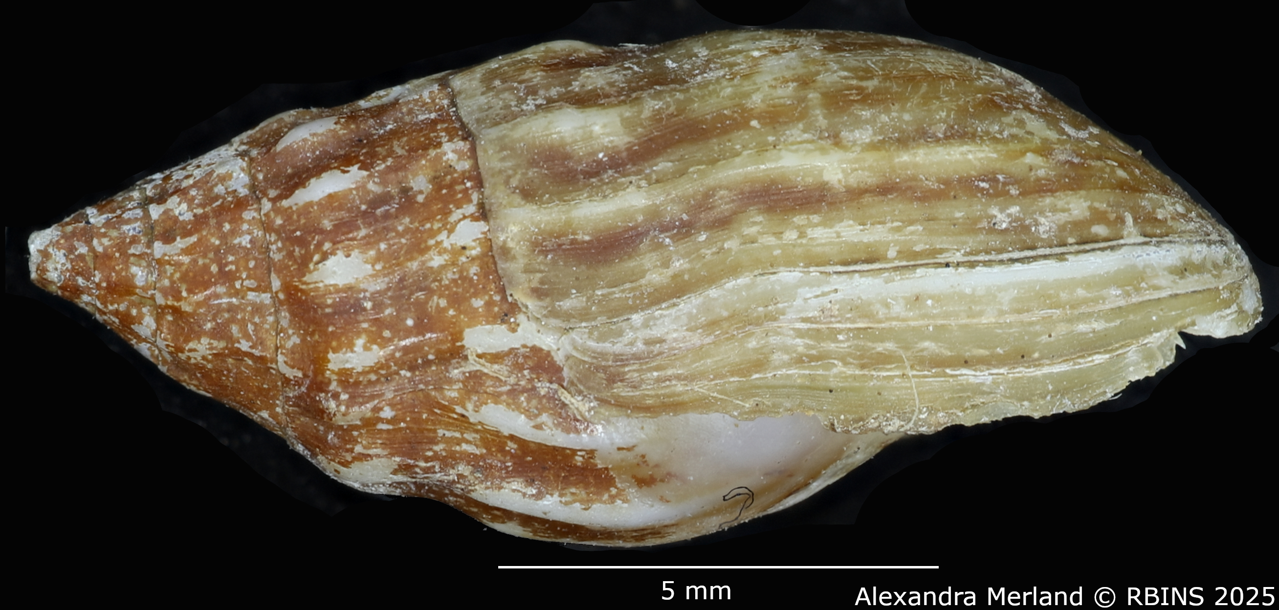 BE-RBINS-INV-MT-2145-Melanopsis-diabetensis-st-L.jpg