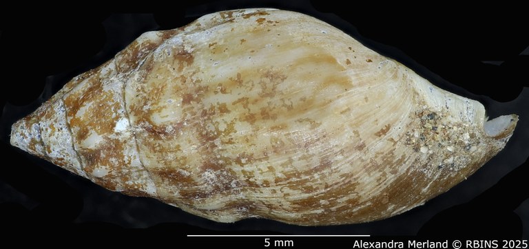 BE-RBINS-INV-MT-2145-Melanopsis-diabetensis-st-L2.jpg BE-RBINS-INV-MT-2145-Melanopsis-diabetensis-st-L2.jpg