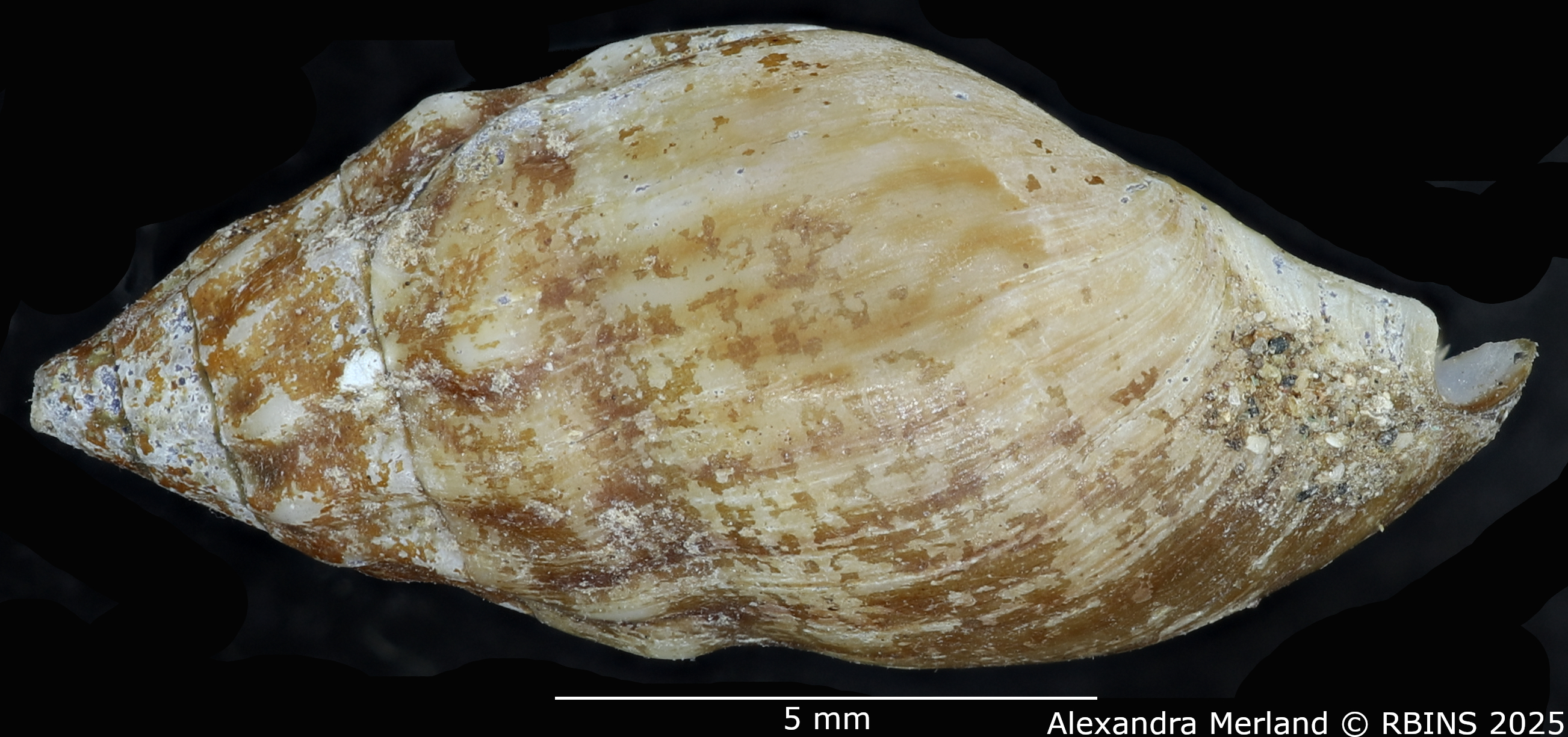 BE-RBINS-INV-MT-2145-Melanopsis-diabetensis-st-L2.jpg