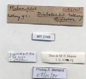 BE-RBINS-INV-MT-2145-Melanopsis-diabetensis-st-label.jpg BE-RBINS-INV-MT-2145-Melanopsis-diabetensis-st-label.jpg