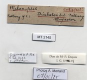 BE-RBINS-INV-MT-2145-Melanopsis-diabetensis-st-label.jpg
