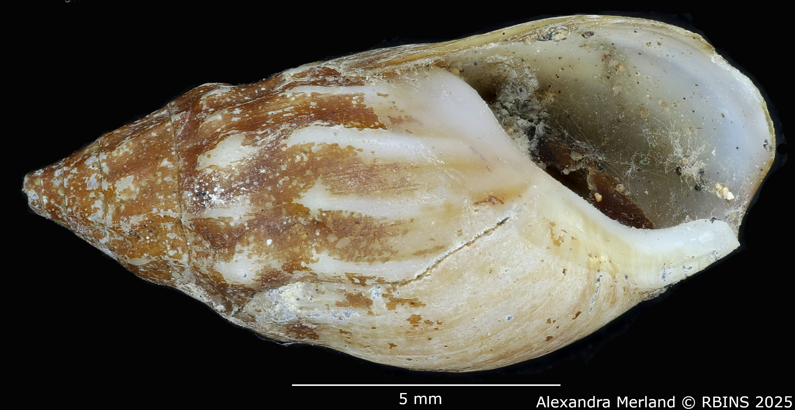 BE-RBINS-INV-MT-2145-Melanopsis-diabetensis-st-V.jpg