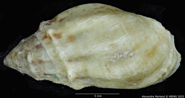 BE-RBINS-INV-MT-2146-Melanopsis-douttei-decorata-st-D.jpg