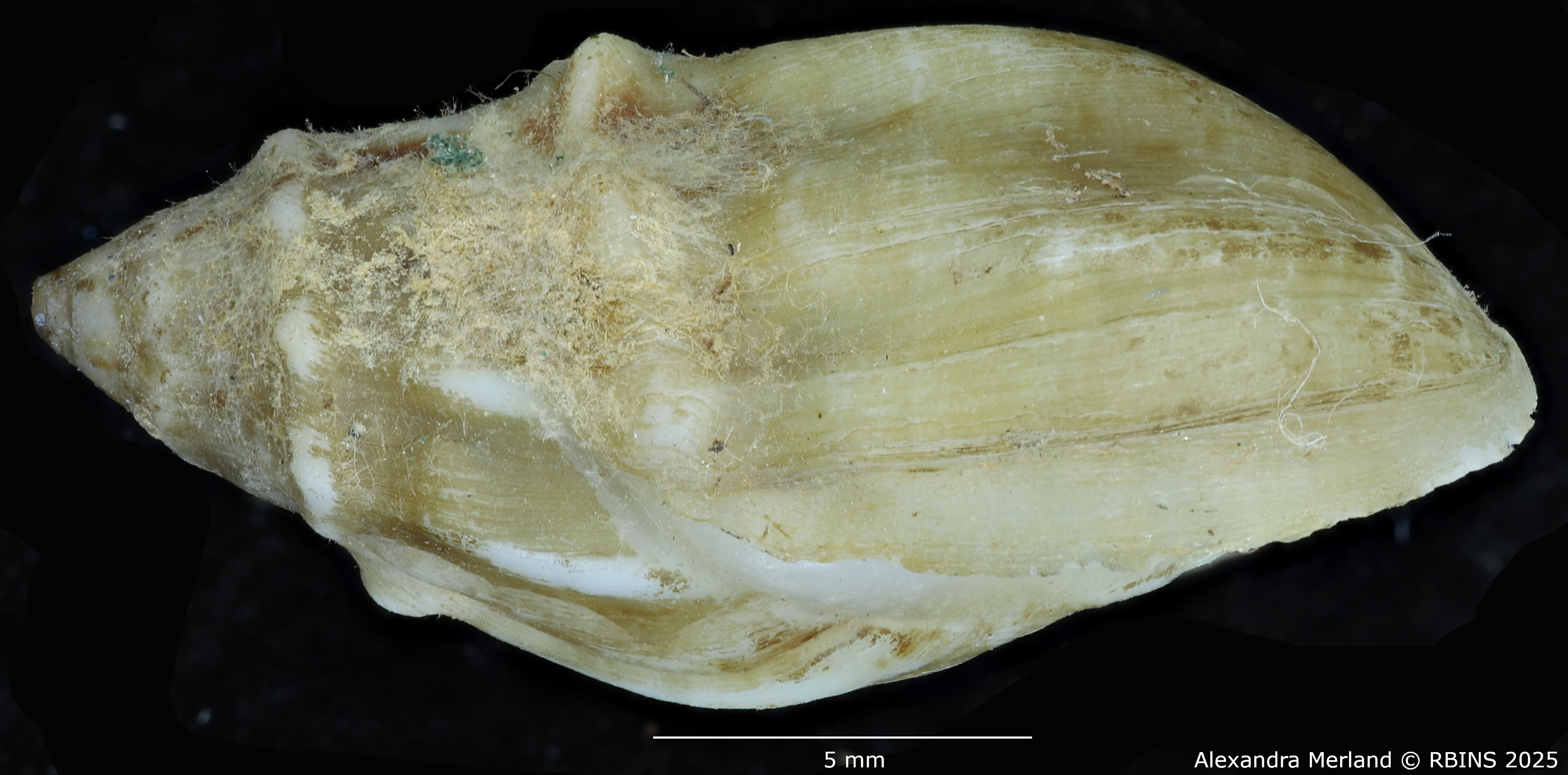 BE-RBINS-INV-MT-2146-Melanopsis-douttei-decorata-st-L.jpg