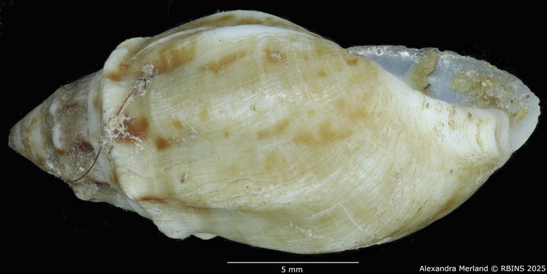 BE-RBINS-INV-MT-2146-Melanopsis-douttei-decorata-st-L2.jpg