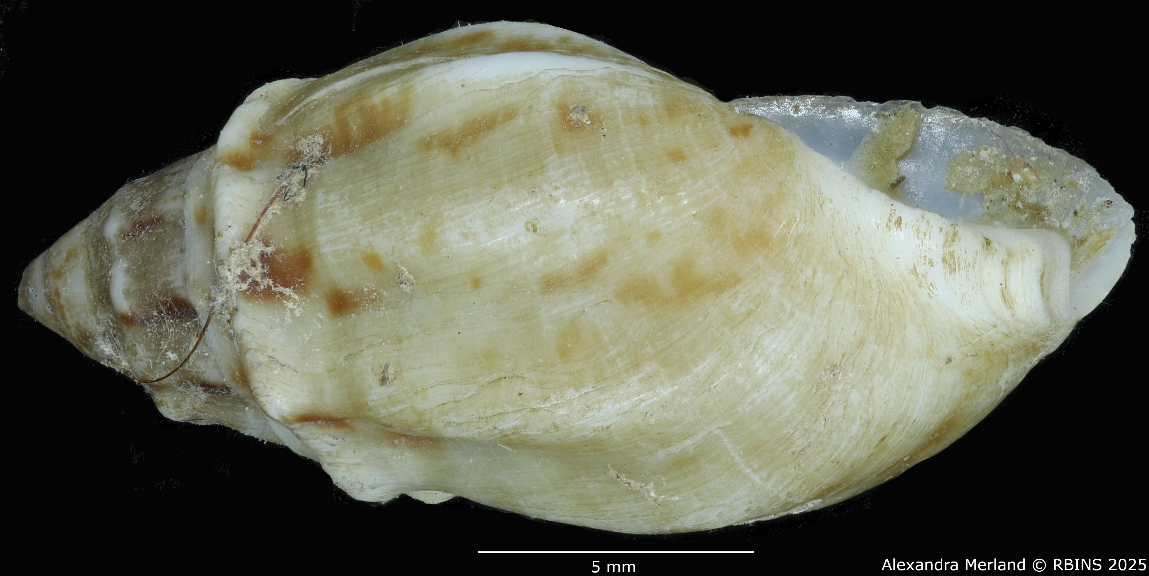 BE-RBINS-INV-MT-2146-Melanopsis-douttei-decorata-st-L2.jpg
