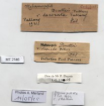 BE-RBINS-INV-MT-2146-Melanopsis-douttei-decorata-st-label.jpg