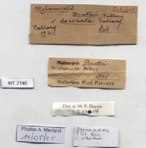 BE-RBINS-INV-MT-2146-Melanopsis-douttei-decorata-st-label.jpg