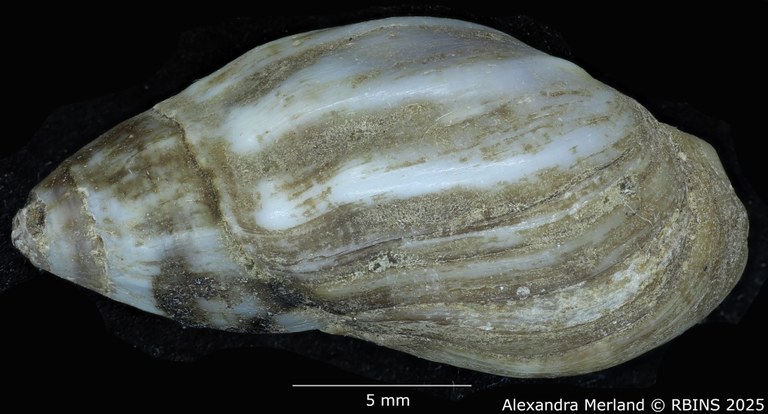 BE-RBINS-INV-MT-2147-Melanopsis-douttei-st-D.jpg BE-RBINS-INV-MT-2147-Melanopsis-douttei-st-D.jpg