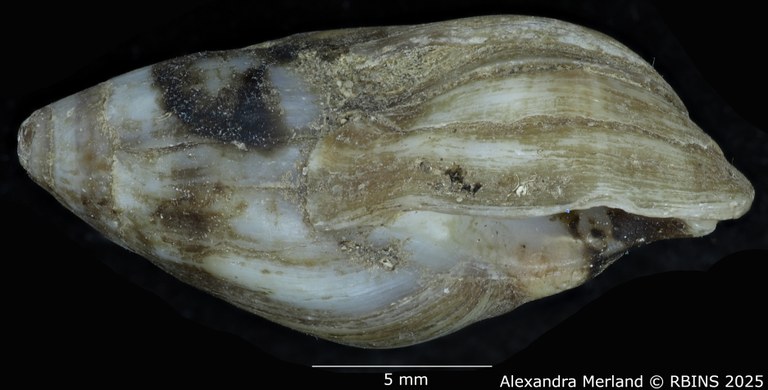 BE-RBINS-INV-MT-2147-Melanopsis-douttei-st-L.jpg BE-RBINS-INV-MT-2147-Melanopsis-douttei-st-L.jpg