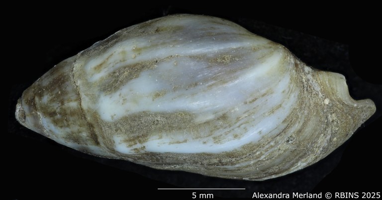 BE-RBINS-INV-MT-2147-Melanopsis-douttei-st-L2.jpg BE-RBINS-INV-MT-2147-Melanopsis-douttei-st-L2.jpg