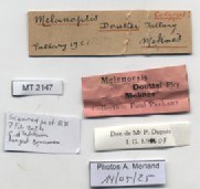BE-RBINS-INV-MT-2147-Melanopsis-douttei-st-label.jpg BE-RBINS-INV-MT-2147-Melanopsis-douttei-st-label.jpg