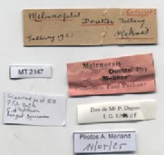 BE-RBINS-INV-MT-2147-Melanopsis-douttei-st-label.jpg