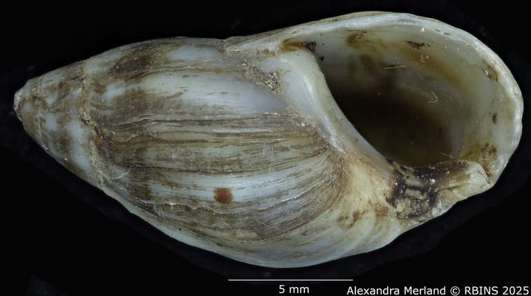 BE-RBINS-INV-MT-2147-Melanopsis-douttei-st-V.jpg BE-RBINS-INV-MT-2147-Melanopsis-douttei-st-V.jpg