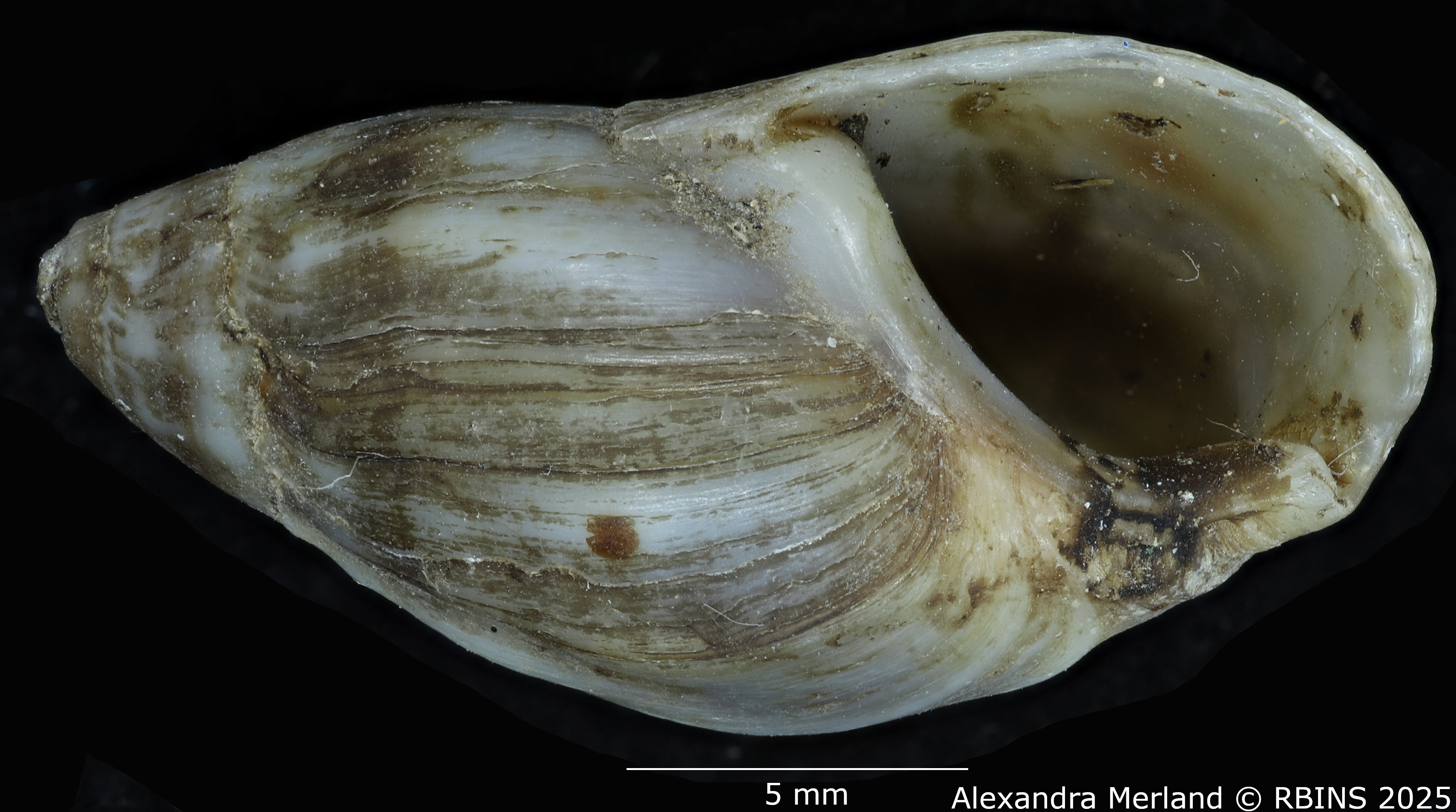 BE-RBINS-INV-MT-2147-Melanopsis-douttei-st-V.jpg