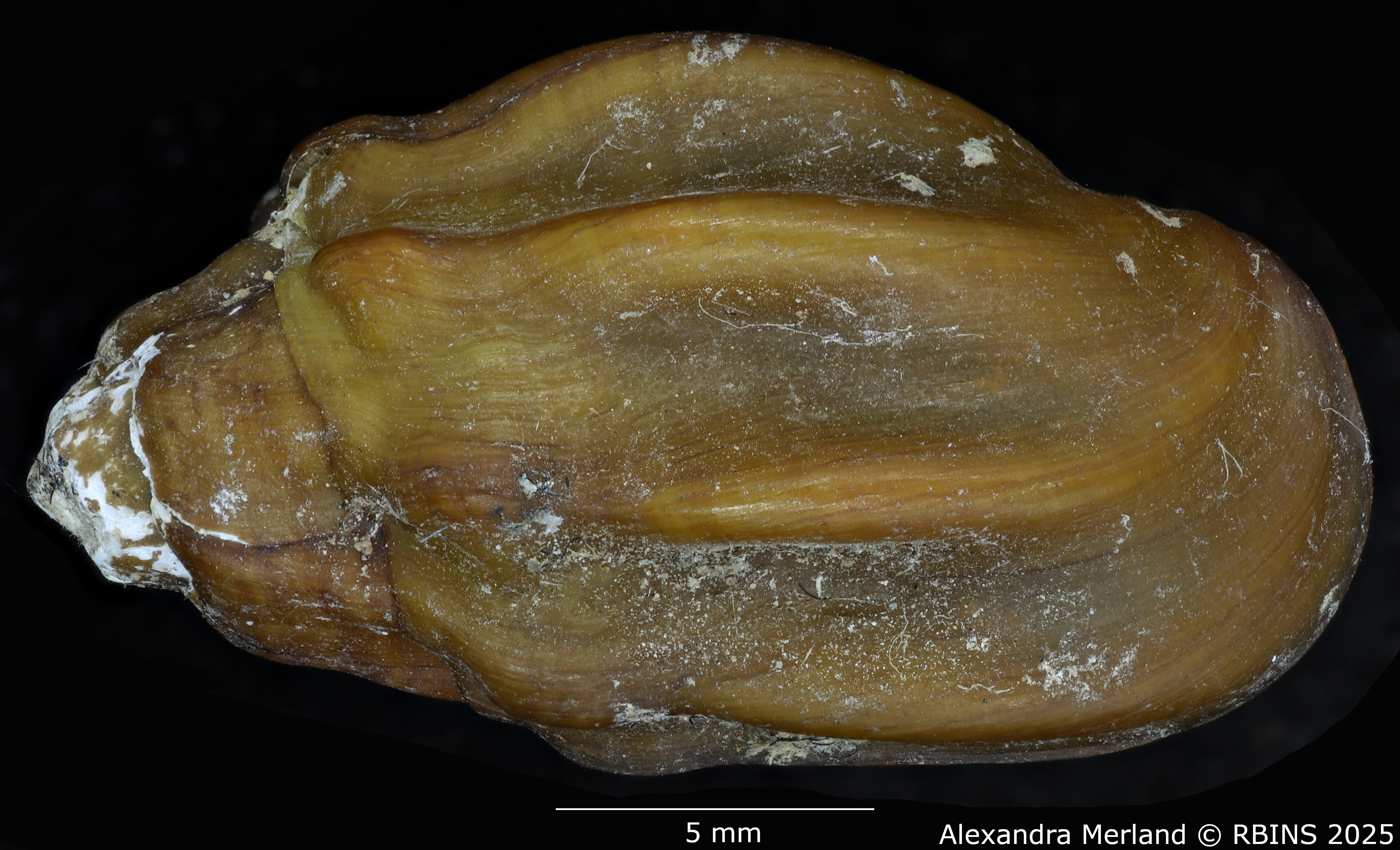 BE-RBINS-INV-MT-2148-Melanopsis-edrissiana-st-D.jpg