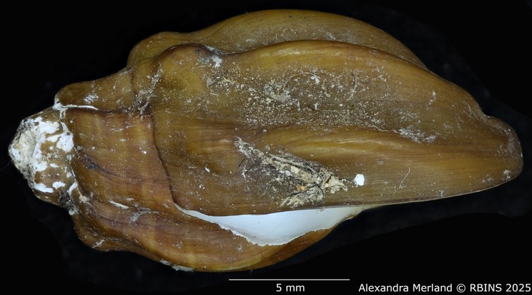 BE-RBINS-INV-MT-2148-Melanopsis-edrissiana-st-L.jpg BE-RBINS-INV-MT-2148-Melanopsis-edrissiana-st-L.jpg