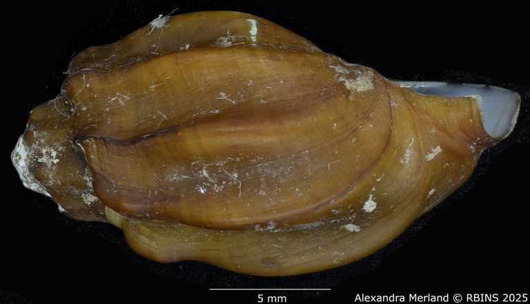 BE-RBINS-INV-MT-2148-Melanopsis-edrissiana-st-L2.jpg BE-RBINS-INV-MT-2148-Melanopsis-edrissiana-st-L2.jpg