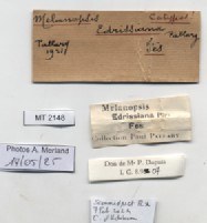 BE-RBINS-INV-MT-2148-Melanopsis-edrissiana-st-label.jpg BE-RBINS-INV-MT-2148-Melanopsis-edrissiana-st-label.jpg